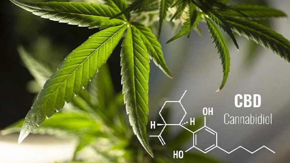 CBD Products Wholesale: Develop Your Business