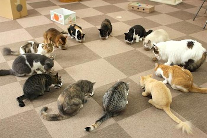 Cats in a circle 