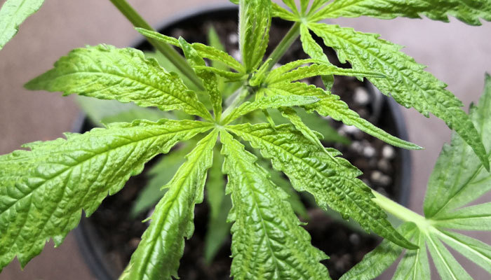5 Things You Should Know About the Cannabis Industry