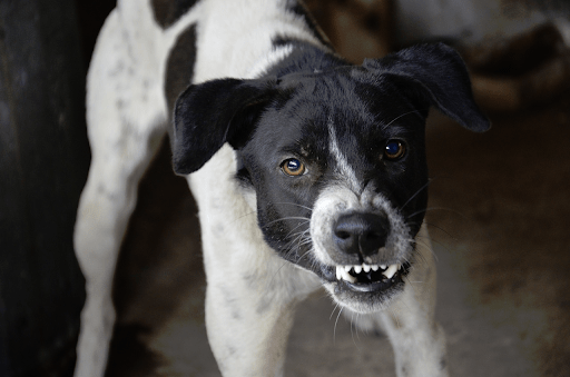 How Can You Prepare for an Animal Attack and Prevent Serious Injuries
