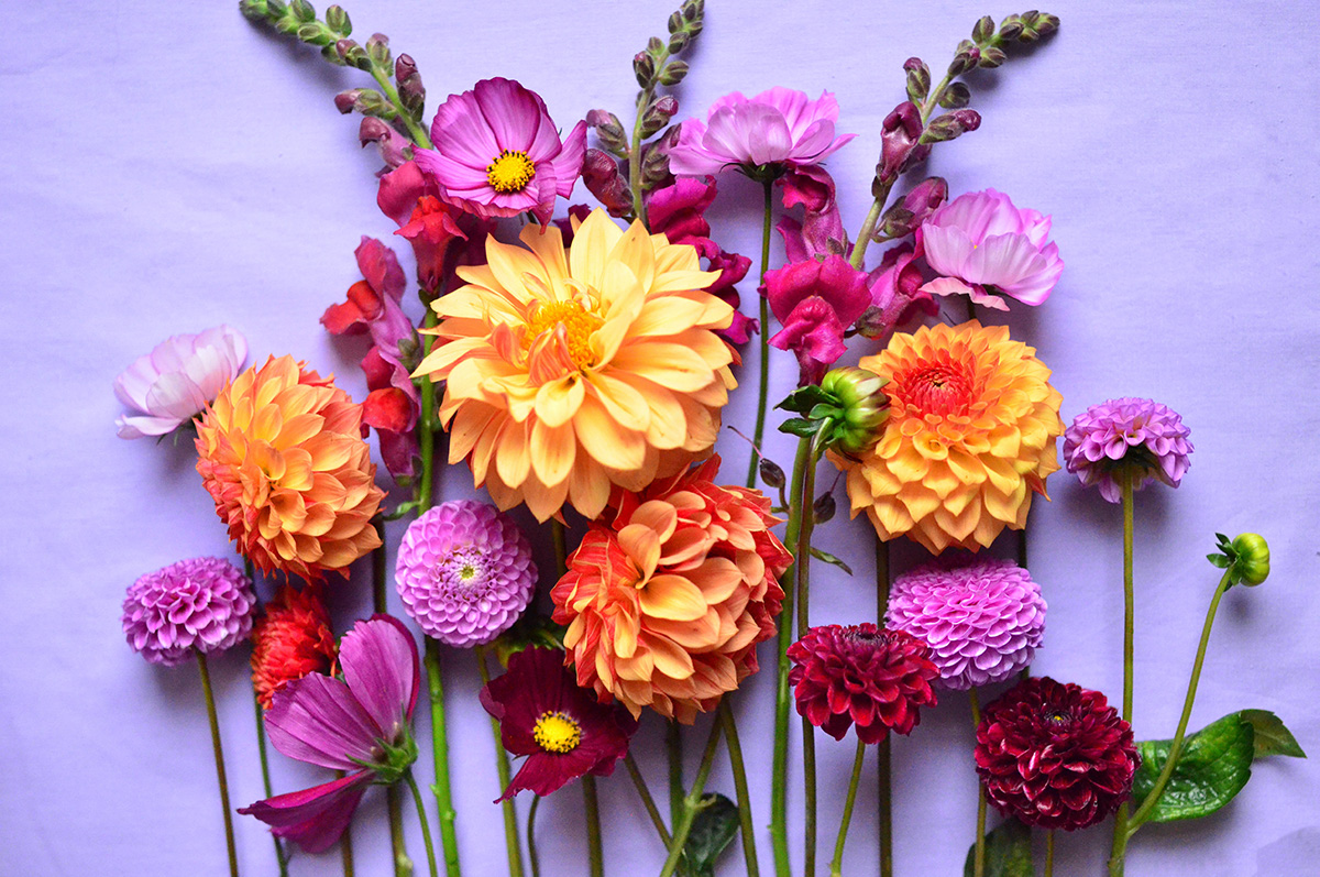 What Are The Most Popular Flowers And Reasons People Send Flowers