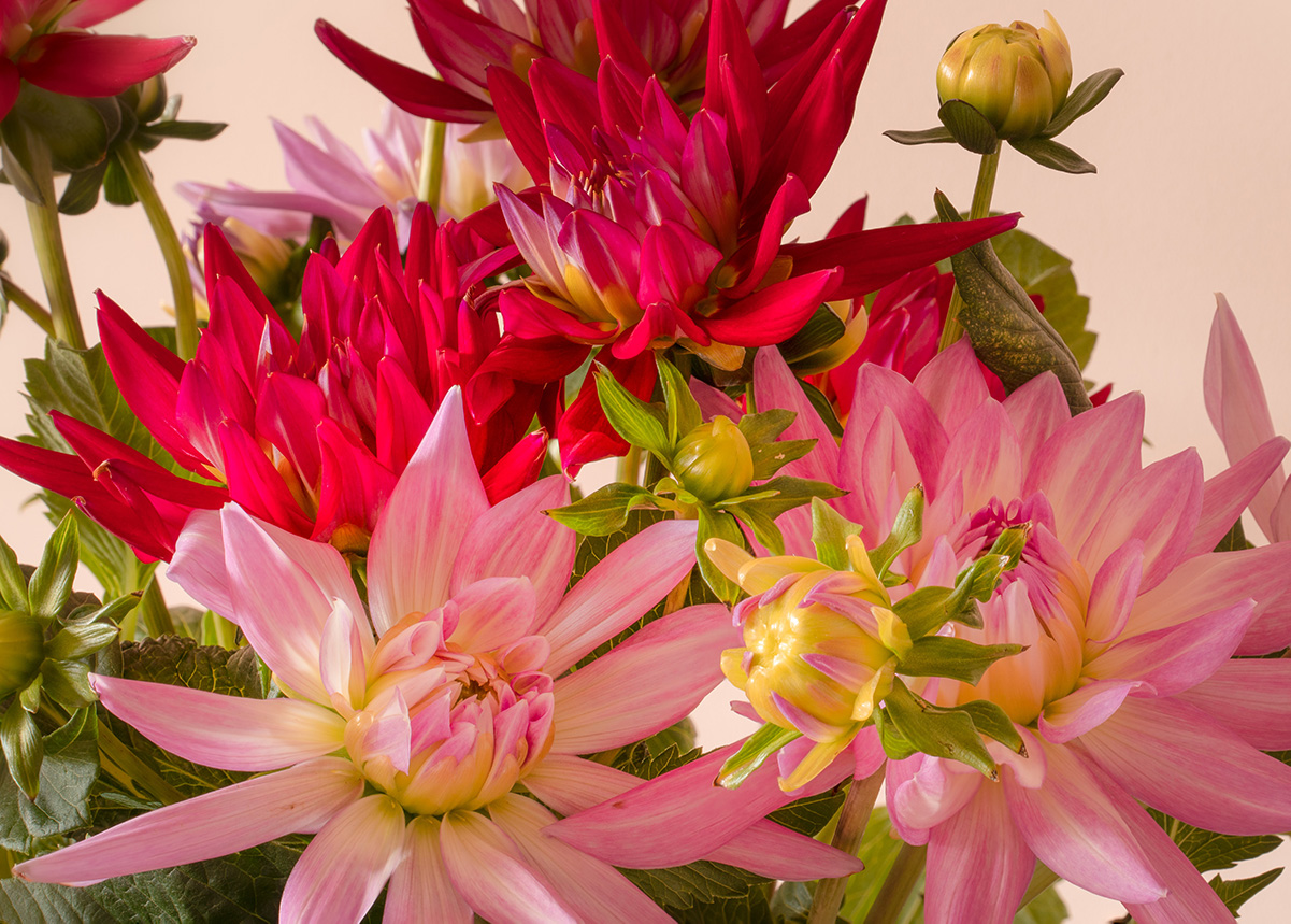 What Are The Most Popular Flowers And Reasons People Send Flowers