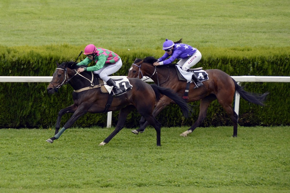 Using Horse Racing Betting As A Business Model