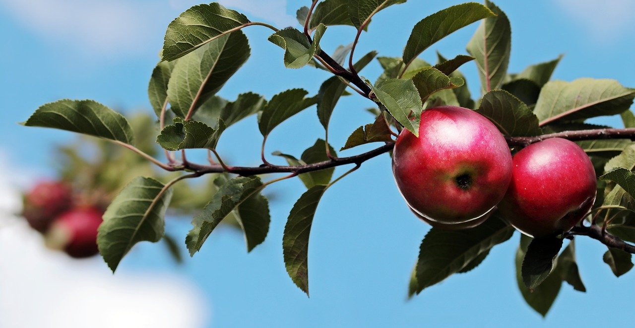 How To Prune Your Fruit Tree for a Healthier Tree 
