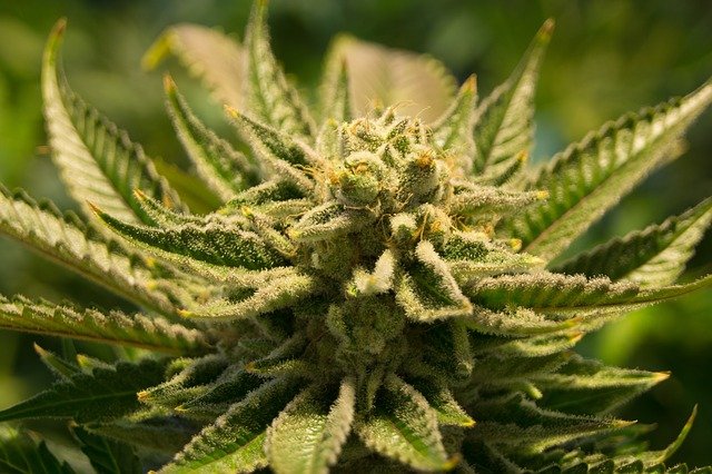 How to be successful in the Cannabis Industry