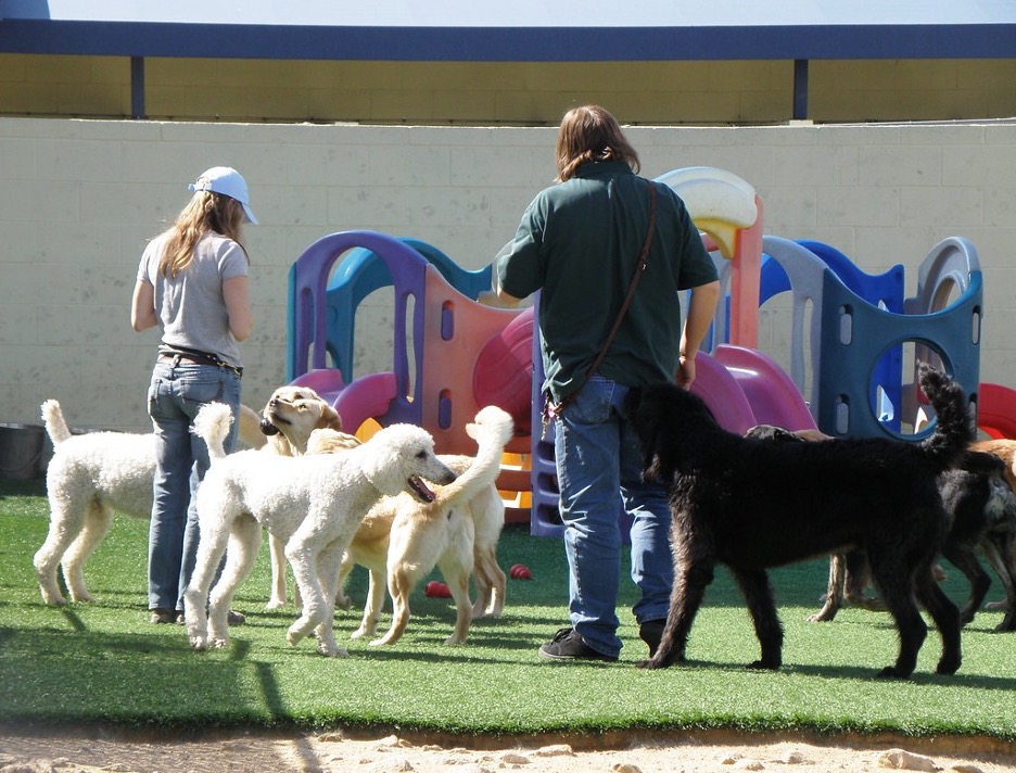 How to start a Full Service Doggy Daycare Facility
