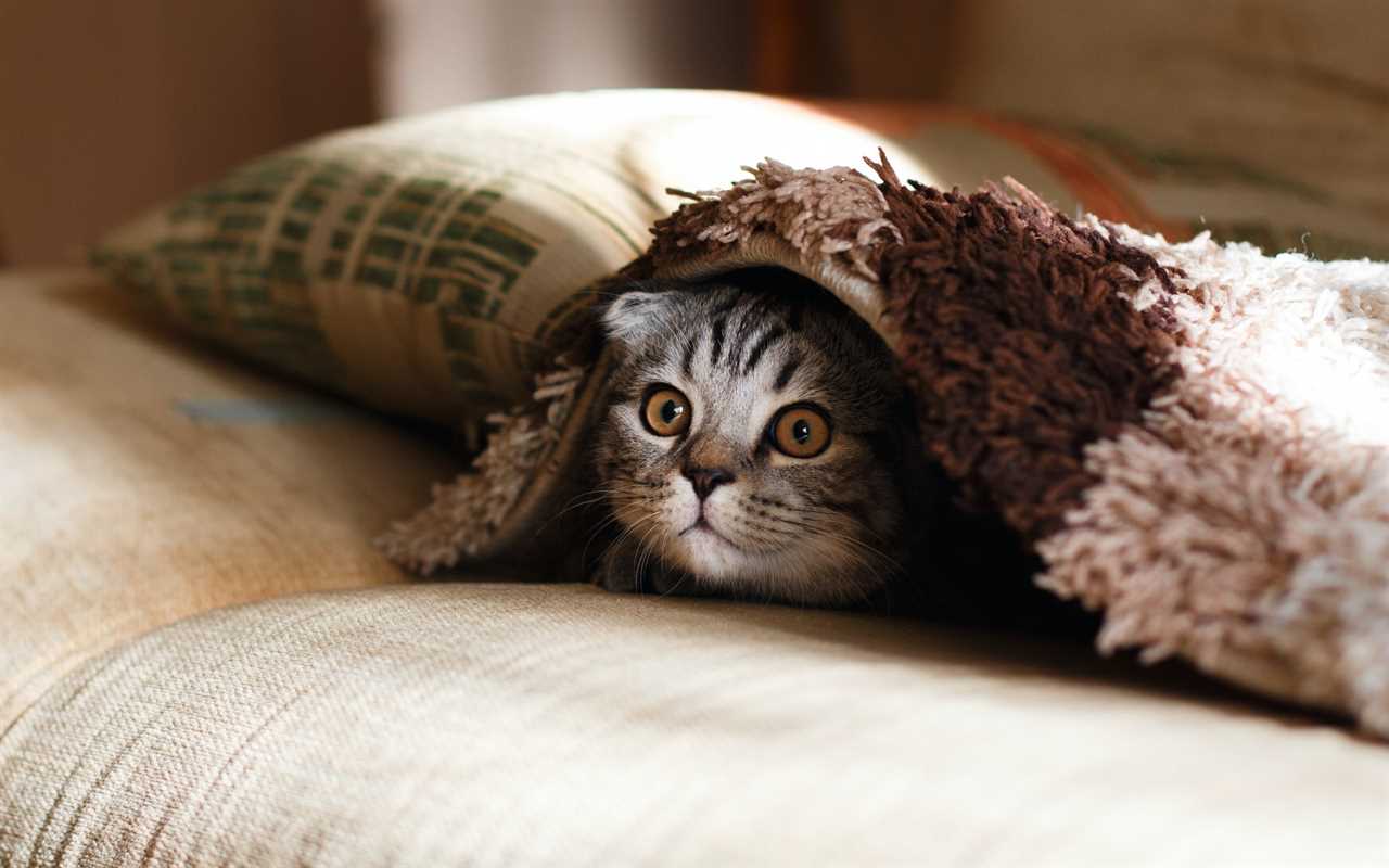 5 Crucial Aspects to Know Before You Open a Pet Care Shop