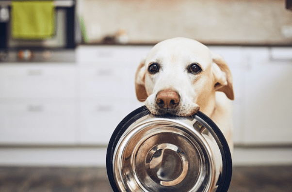6 Appetite Stimulants for Even the Pickiest Dogs
