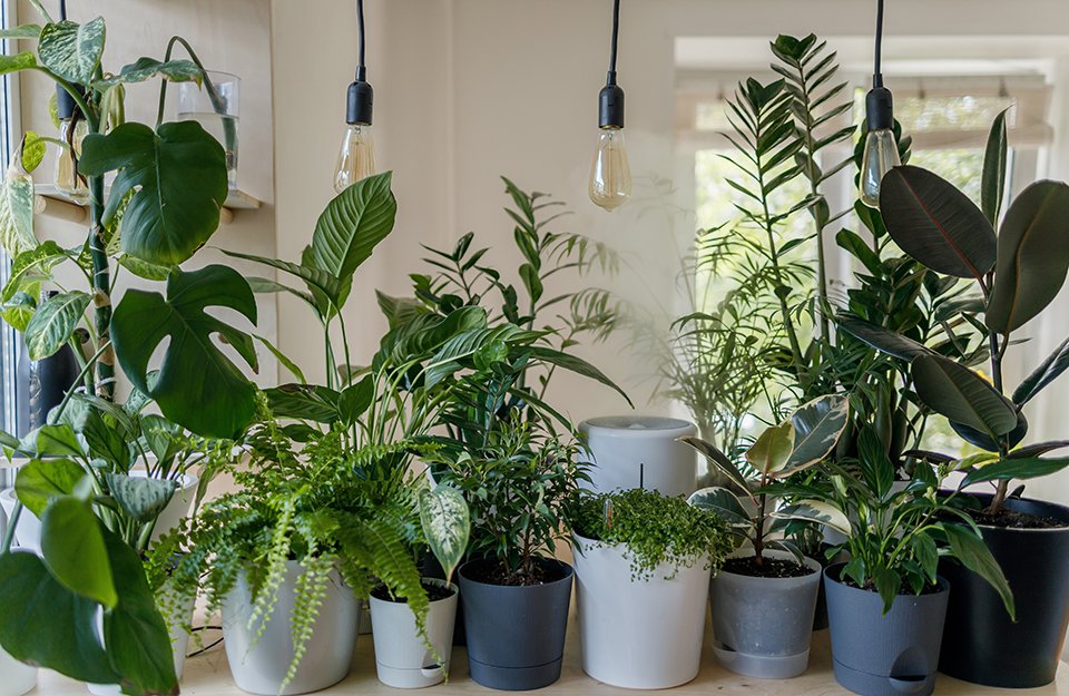 Indoor Plants in Dubai: The Newest Trend for Home Decor