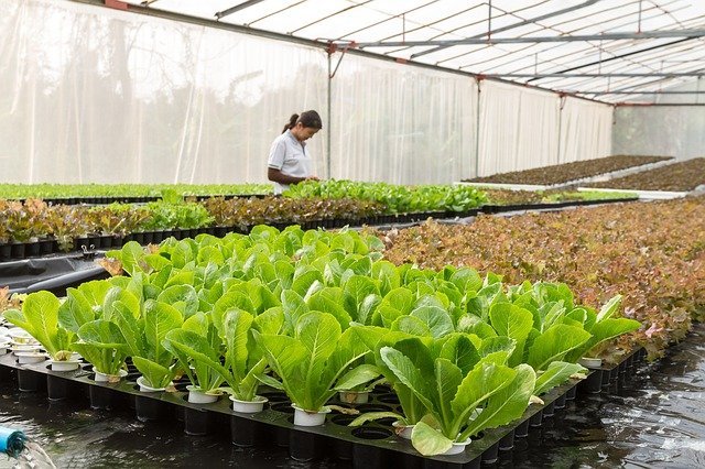 Photovoltaic energy use for greenhouses is increasing 