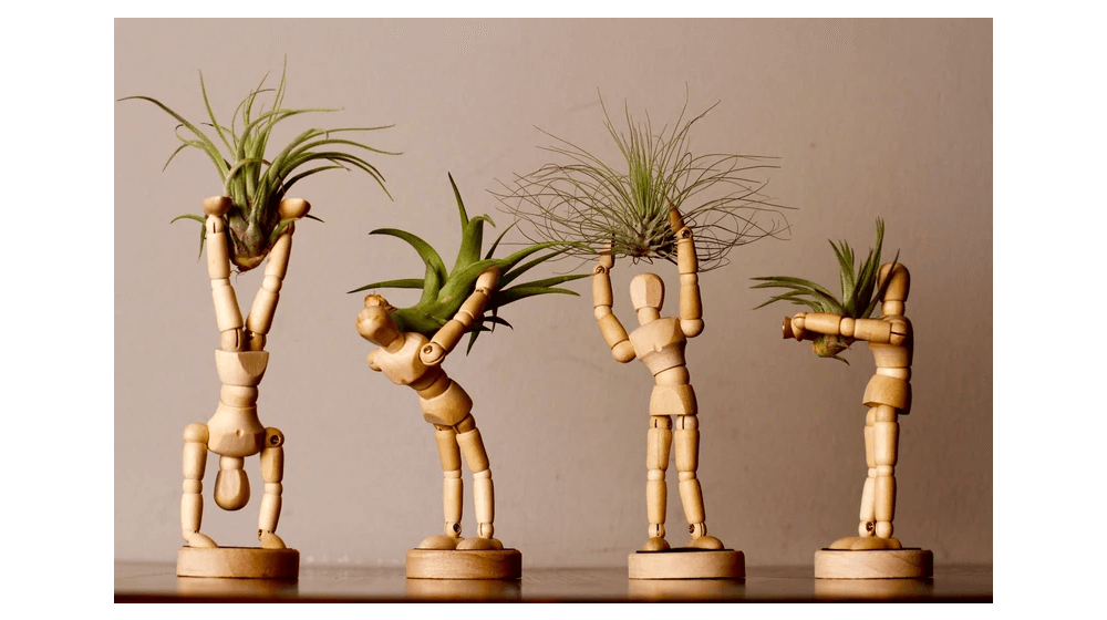 Air Plant Office Desk Decor - Wall Planter Indoor 