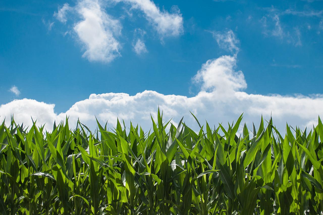 8 Factors That Can Impact Maize Market Trends in Coming Years