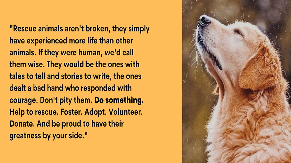 golden retriever rescue zoho creator
