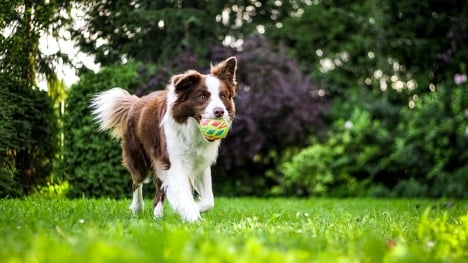 How Much Is Dog Health Insurance?