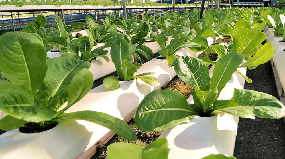 most profitable crops