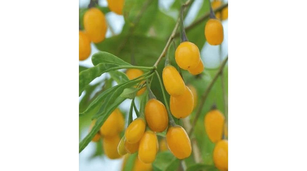 Rare Golden Goji Berry fruit tree starter plant, 6-8 inches tall