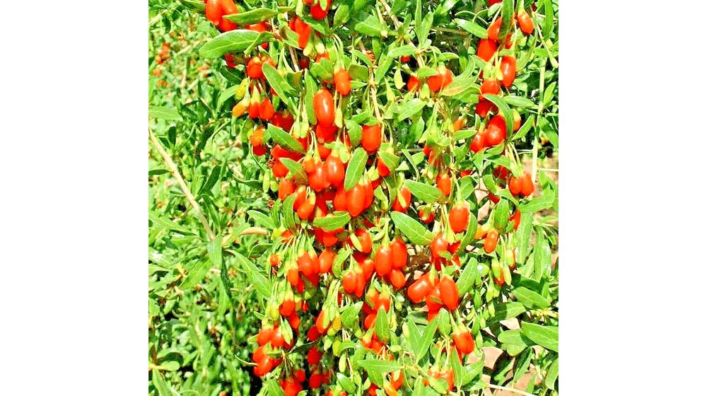 GOJI BERRY SEEDS SPRING PERENNIAL NON-GMO CHINESE WOLFBERRY HARDY FRUIT USA