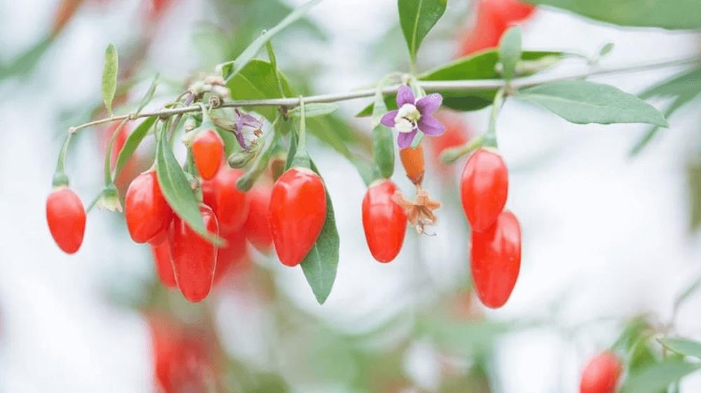 Goji Berry cuttings for rooting