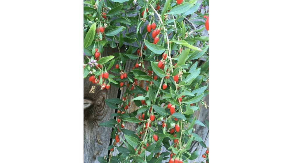Goji Berry, Lycium Chinese SEEDS