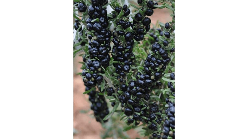 Black Goji Berry Seeds Lycium ruthenicum Chinese Himalayan Black Wolfberry Plant
