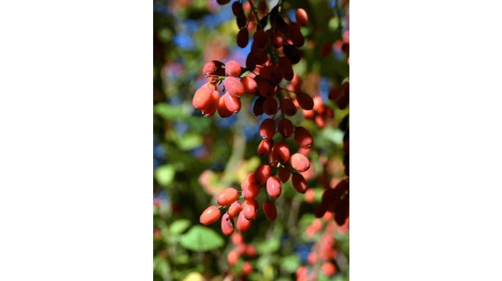 Goji berry 50+ seeds {Lycium chinense} Heirloom NON-GMO