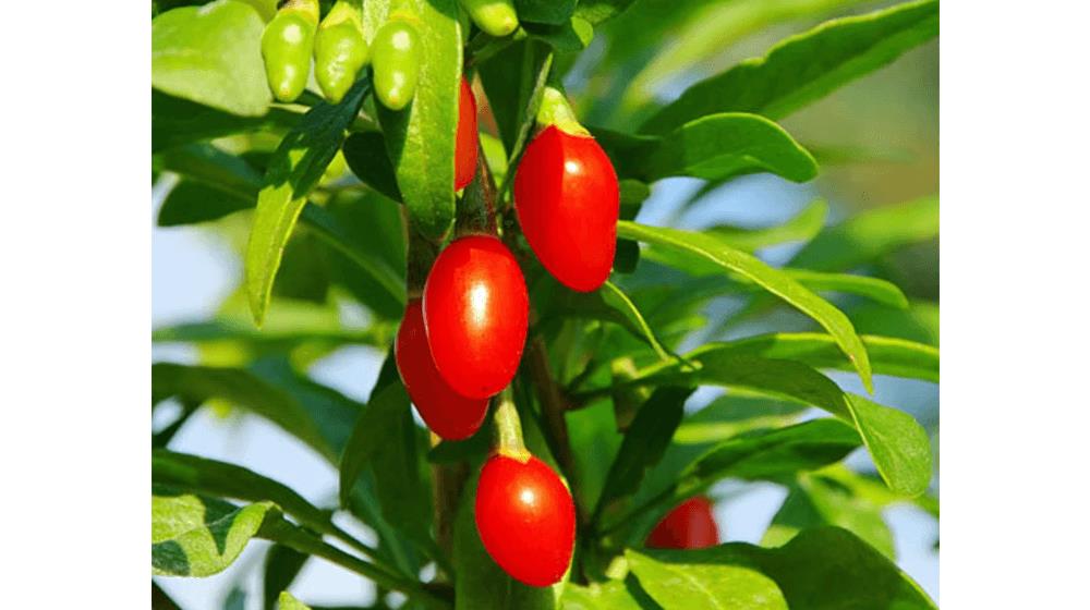 Live Goji Berry, Wolfberry, Lycium barbarum plant