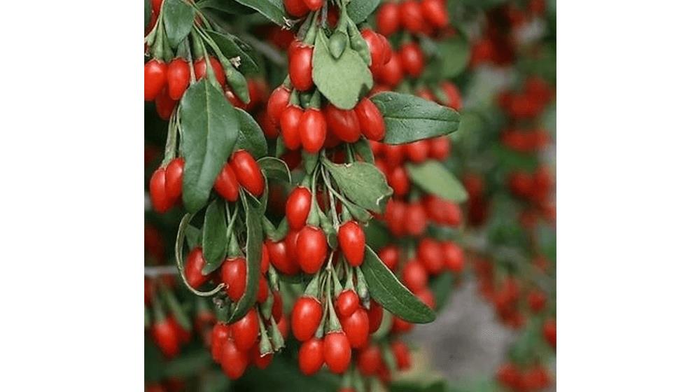 One Goji Berry (Lycium Barbarum) Plant
