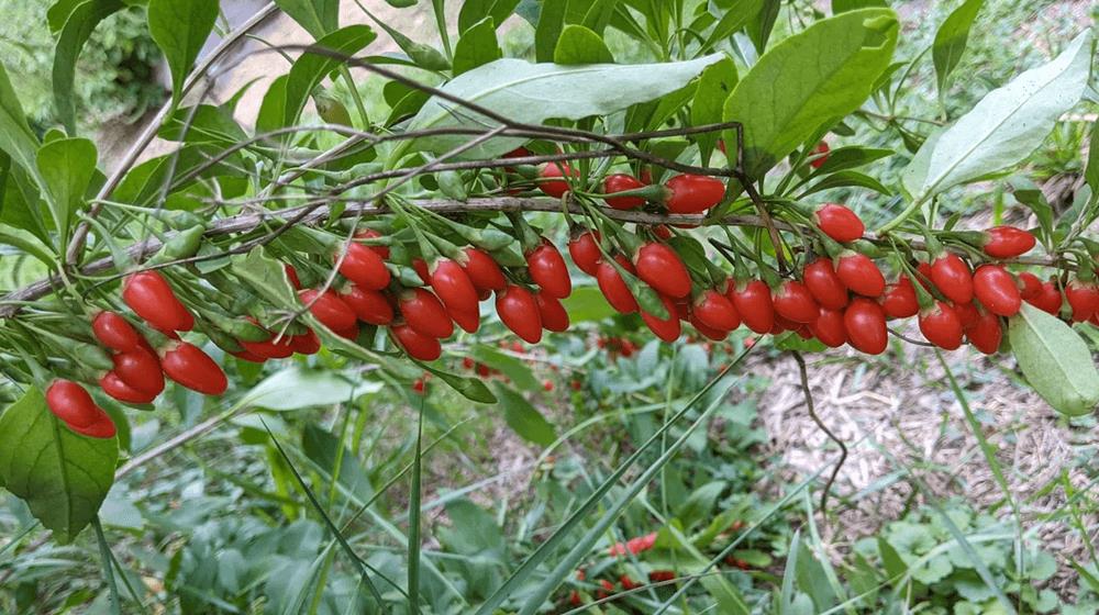 Goji Berry - Wolfberry - 50 seeds