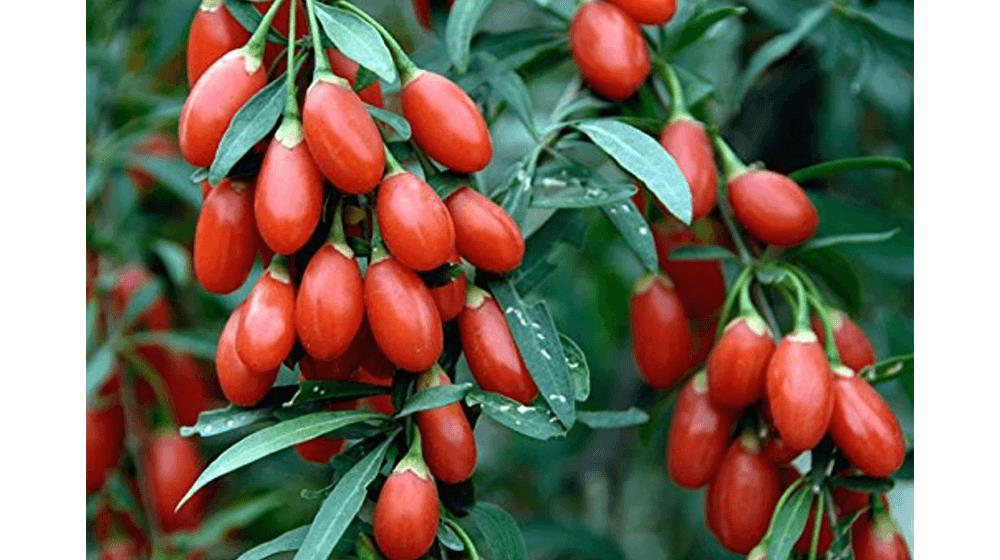 Sweet and the most Healthiest fruit Some Blooming now. - Goji Berry Plants