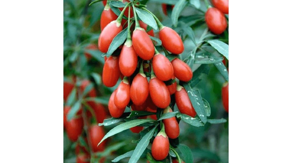 USA Heirloom Goji Berry Seeds