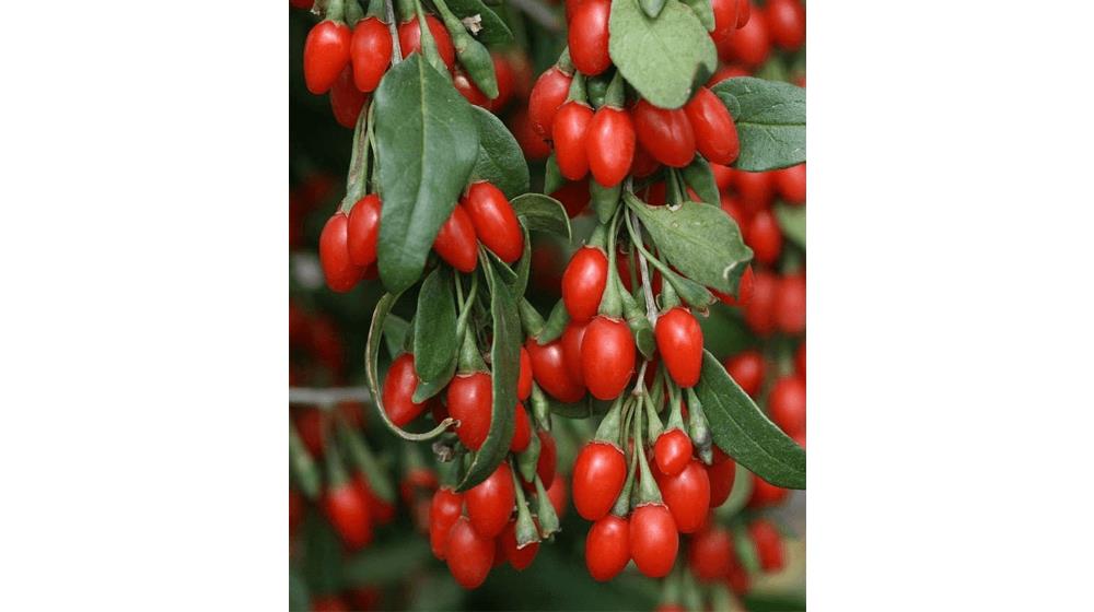 200+ Out Of Pod Lycium Chinense GOJI BERRY Seeds Shrub Bush Fruit Wolf Berry