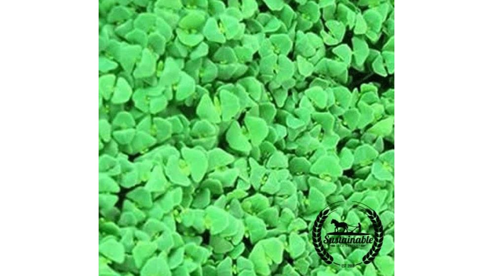 Chia (Organic) - Microgreens Seeds
