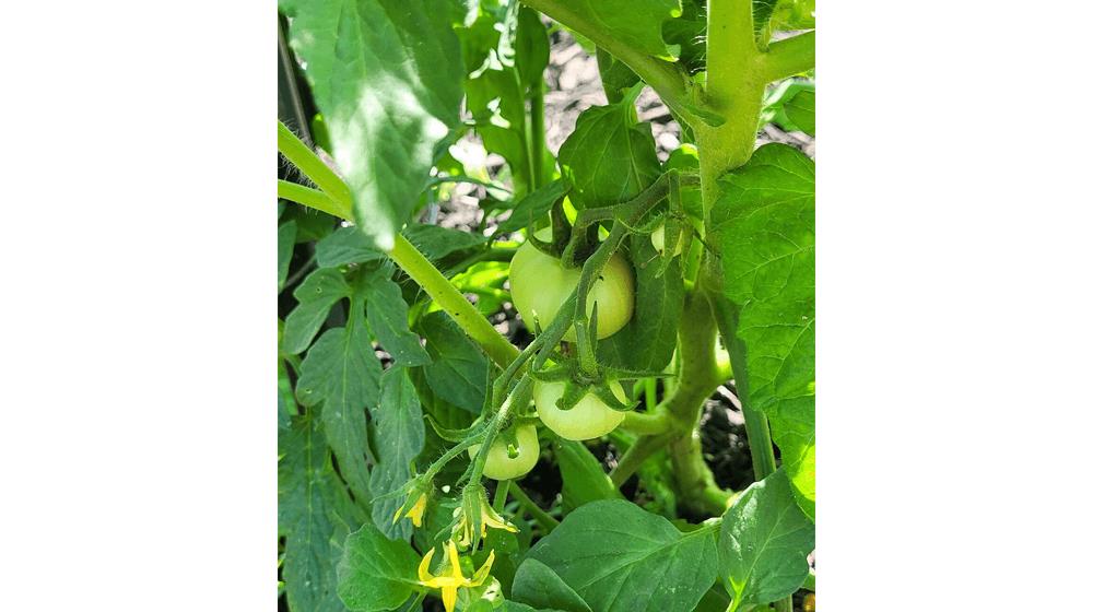 Porter Heirloom Cherry Tomato Seeds