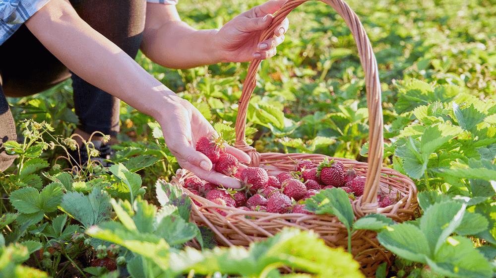 strawberry farming