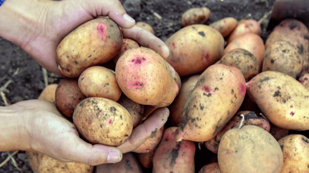 potato farming