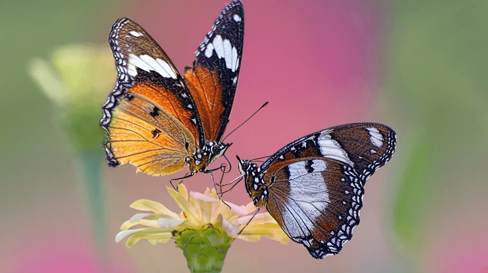 Butterfly Farm