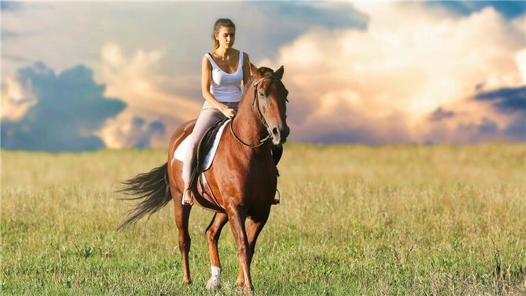 Niche Equestrian Supply Business