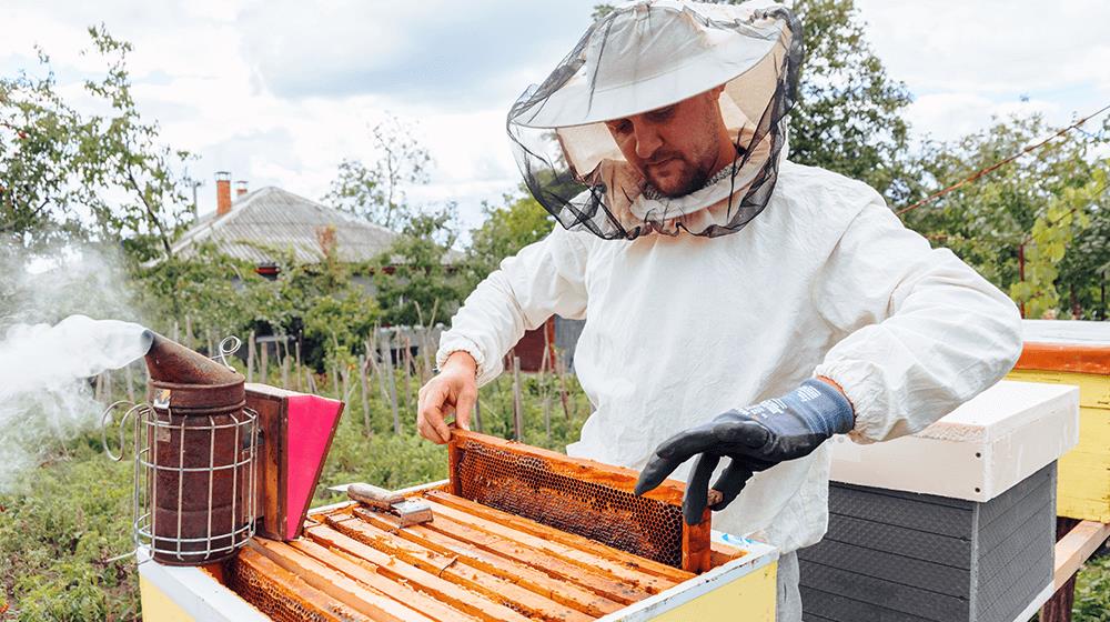 how to start a bee farm