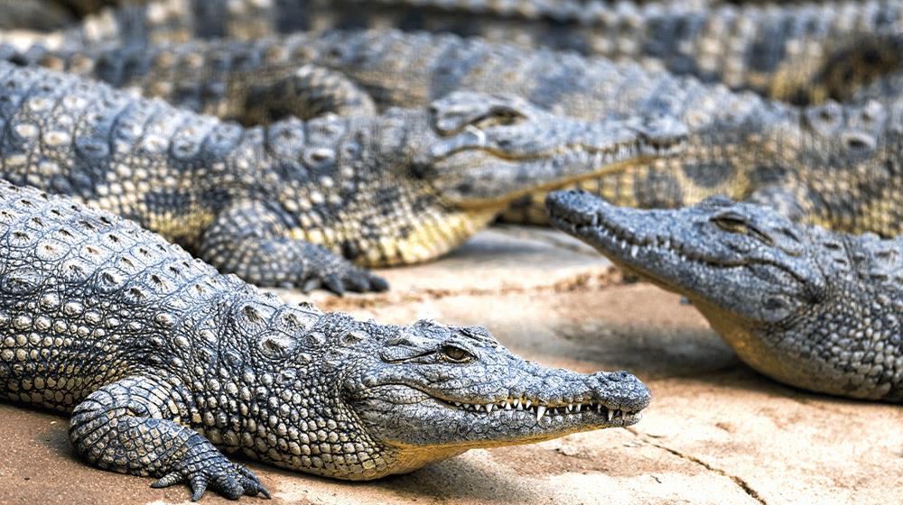How to Start an Alligator Farm