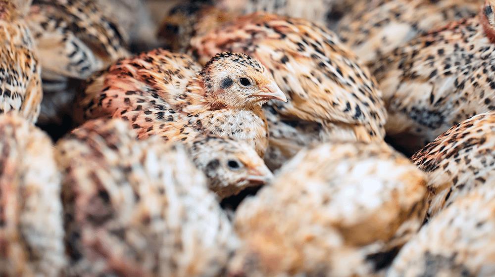 quail farming