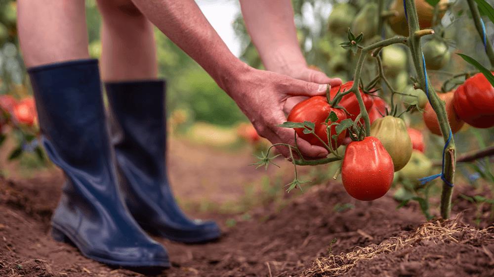 tomato farming