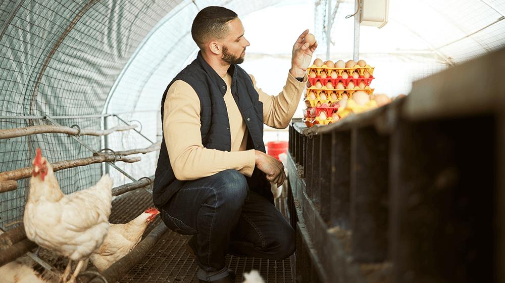 egg farm