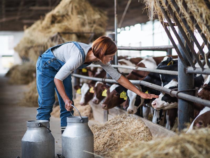dairy farm