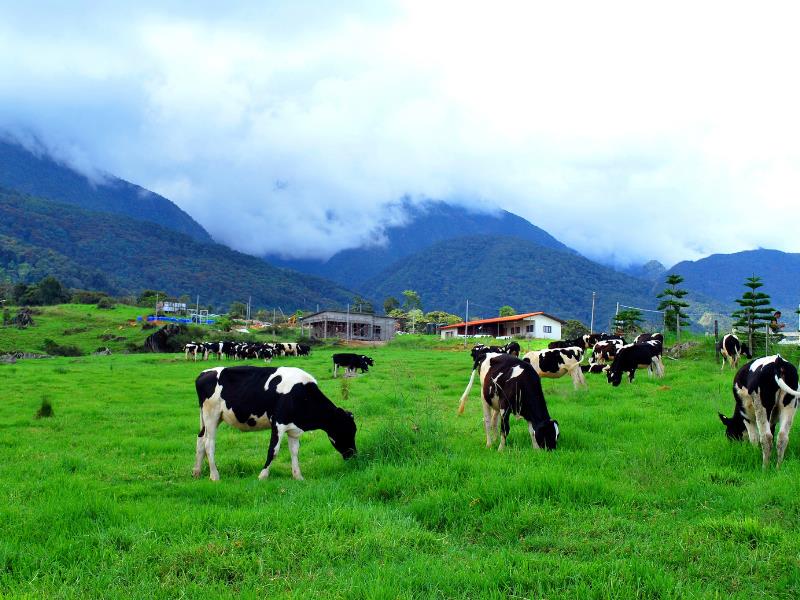 dairy farm