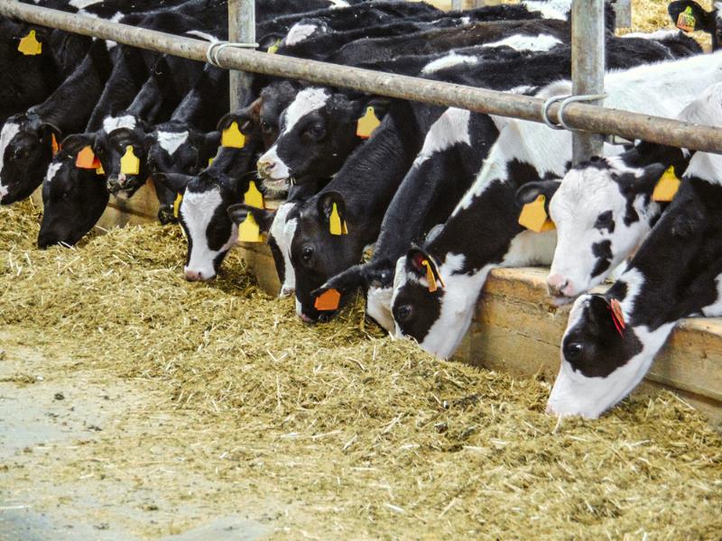 dairy farm