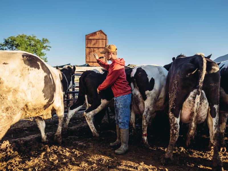 dairy farm