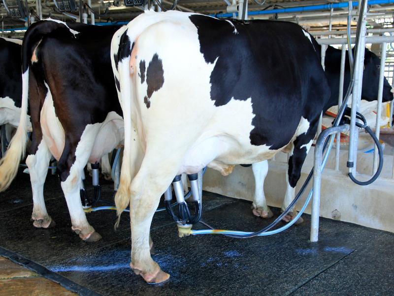 dairy farm