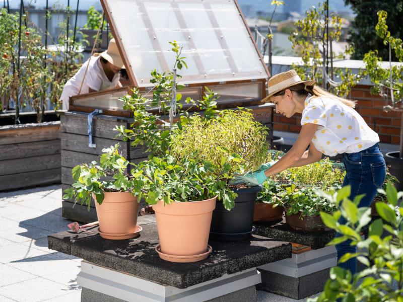urban farming
