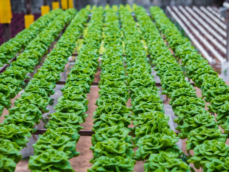 What is Urban Farming and is it Profitable?