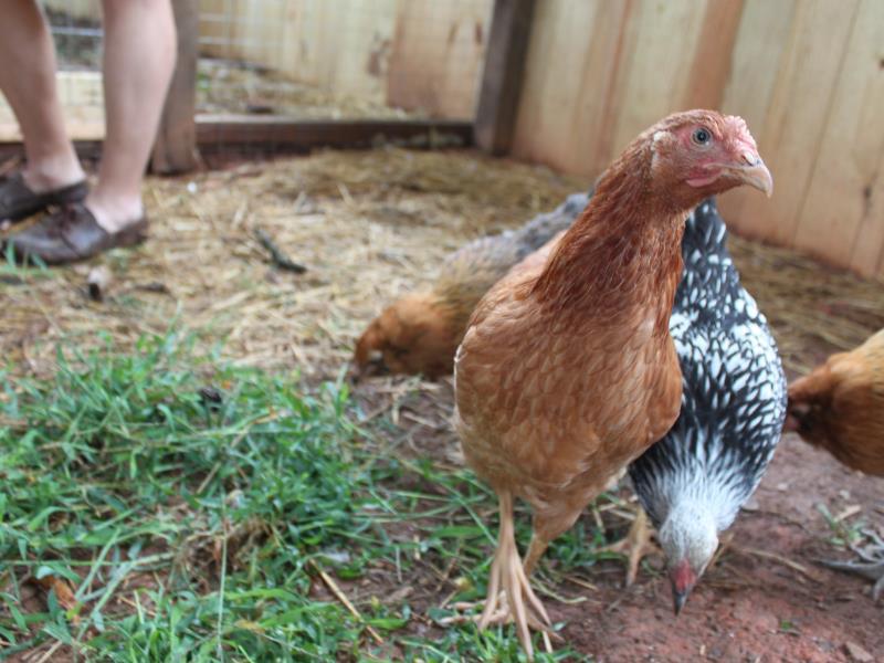 chickens on an urban farm